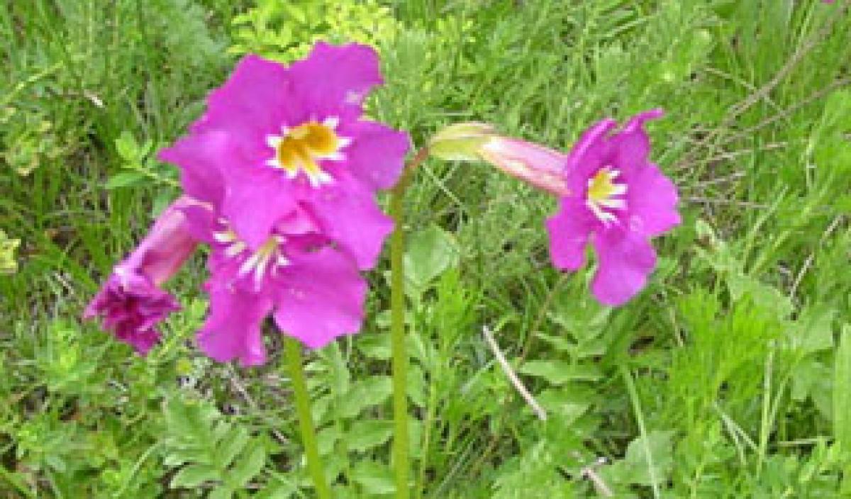 南米の花ではありません インカービレア 東アジア植物記 読みもの サカタのタネ 家庭菜園 園芸情報サイト 園芸通信