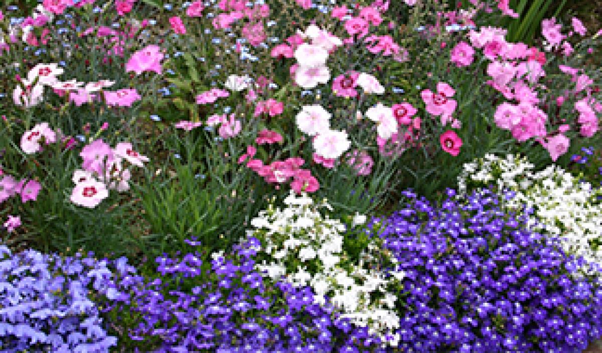 第17回 しあわせな春花壇 花の庭とともに暮らすしあわせ 読みもの サカタのタネ 家庭菜園 園芸情報サイト 園芸通信