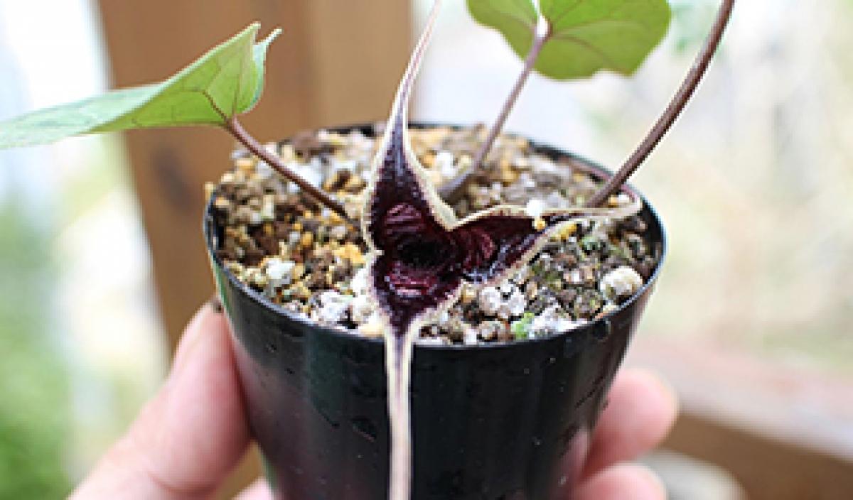 葵の御紋[後編] カンアオイ属｜東アジア植物記｜読みもの｜サカタのタネ 家庭菜園・園芸情報サイト 園芸通信