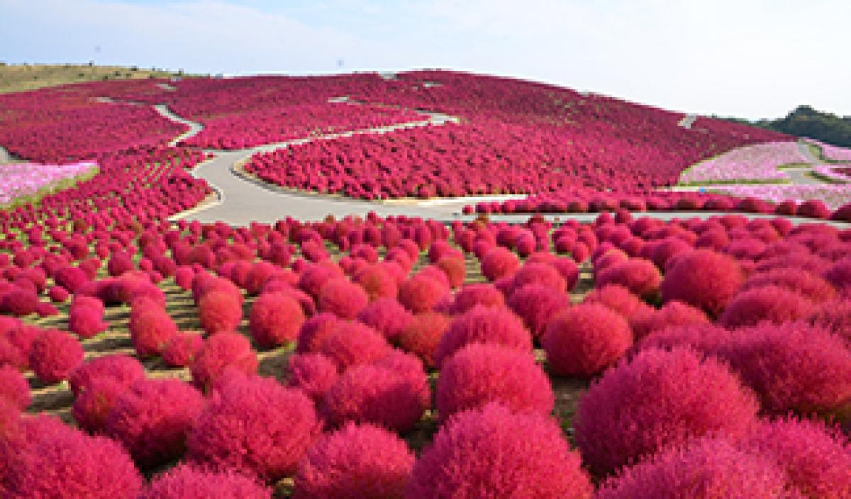 コキア｜季節の花めぐり｜読みもの｜サカタのタネ 家庭菜園・園芸情報