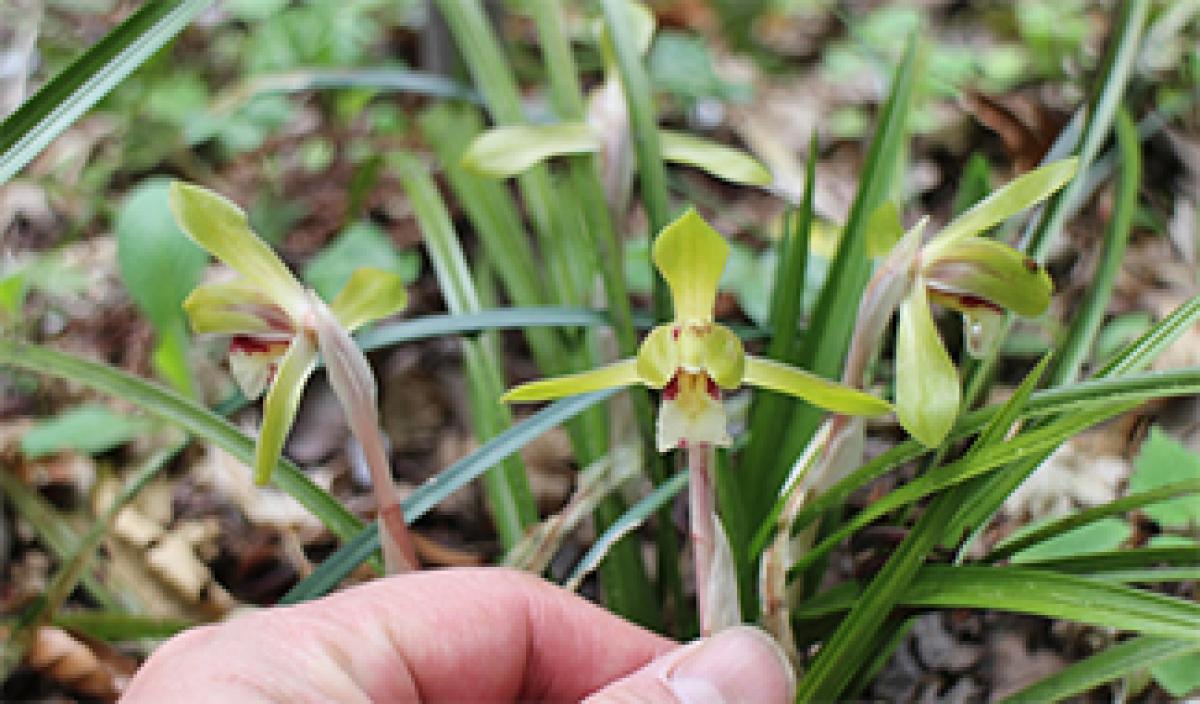 里山のランラン[中編] 暗闇のシンビジューム｜東アジア植物記｜読みもの｜サカタのタネ 家庭菜園・園芸情報サイト 園芸通信