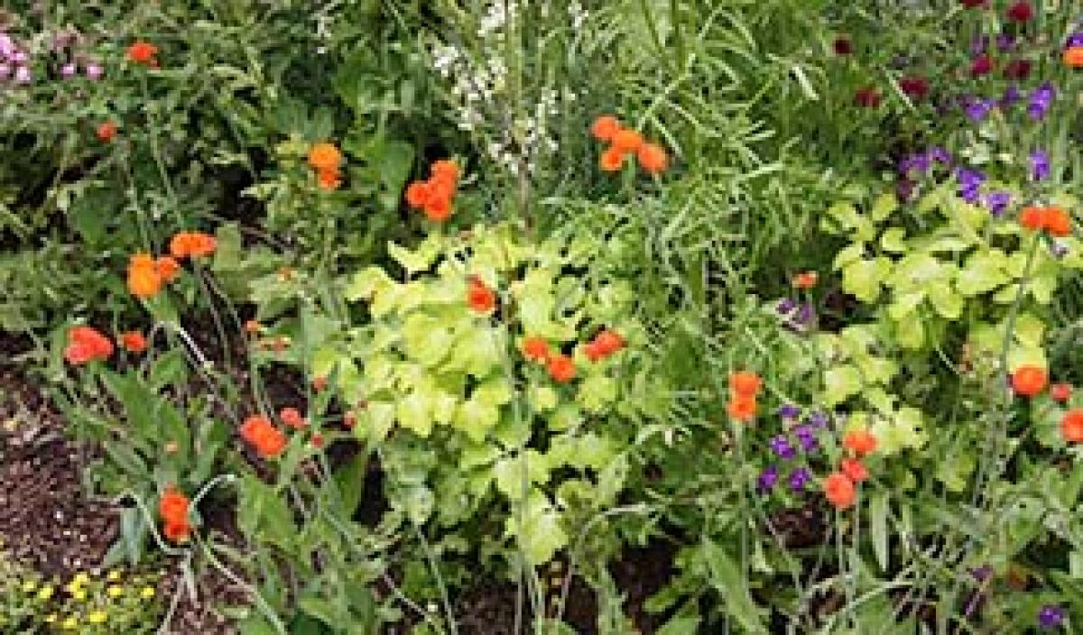 第18回 ナチュラルな花壇のすすめ ビギナーさんをサポート小さな花壇づくり 読みもの サカタのタネ 家庭菜園 園芸情報サイト 園芸通信