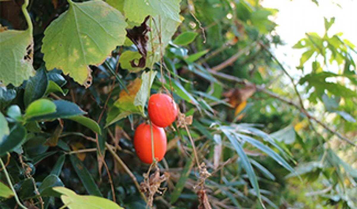 逢魔が時 前編 カラスウリ 東アジア植物記 読みもの サカタのタネ 家庭菜園 園芸情報サイト 園芸通信