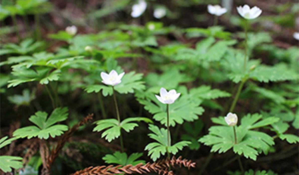 風の花 前編 Anemone イチリンソウ属 東アジア植物記 読みもの サカタのタネ 家庭菜園 園芸情報サイト 園芸通信