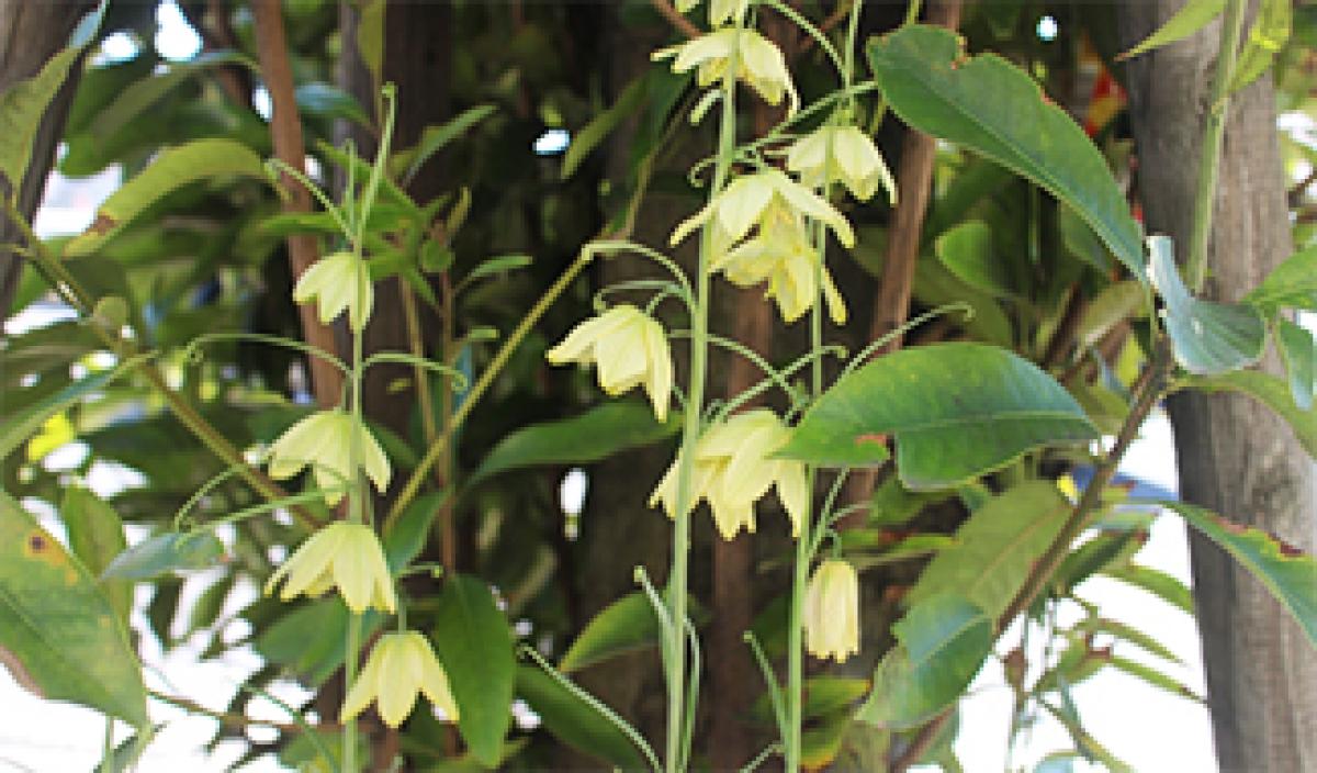 貝の母 バイモ 東アジア植物記 読みもの サカタのタネ 家庭菜園 園芸情報サイト 園芸通信