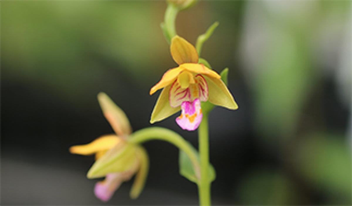 夏の野生ラン カキラン属｜東アジア植物記｜読みもの｜サカタのタネ 家庭菜園・園芸情報サイト 園芸通信