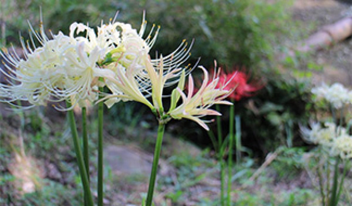 ヒガンバナ 後編 東アジア植物記 読みもの サカタのタネ 家庭菜園 園芸情報サイト 園芸通信