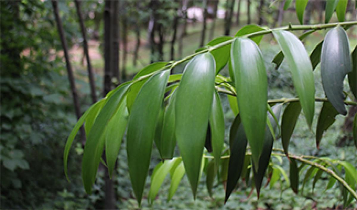 梛の木 なぎのき 東アジア植物記 読みもの サカタのタネ 家庭菜園 園芸情報サイト 園芸通信