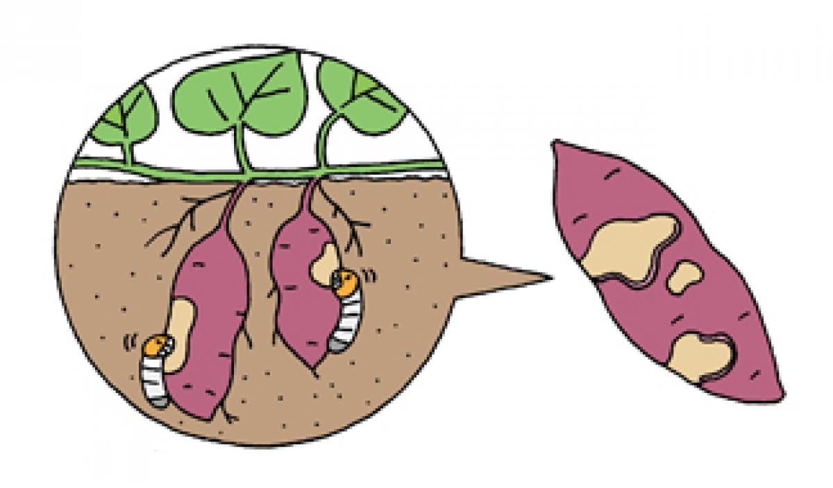 第8回 根菜類 イモ類のトラブル 根菜の表面が食べられた 染みができた タコ足状になった こんな症状の時どうする 病害虫トラブル110番 野菜編 読みもの サカタのタネ 家庭菜園 園芸情報サイト 園芸通信