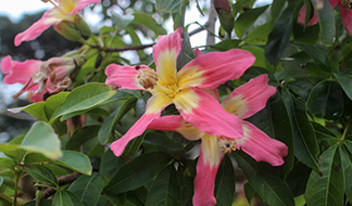 南米桜（トックリキワタ）｜東アジア植物記｜読みもの｜サカタのタネ 家庭菜園・園芸情報サイト 園芸通信