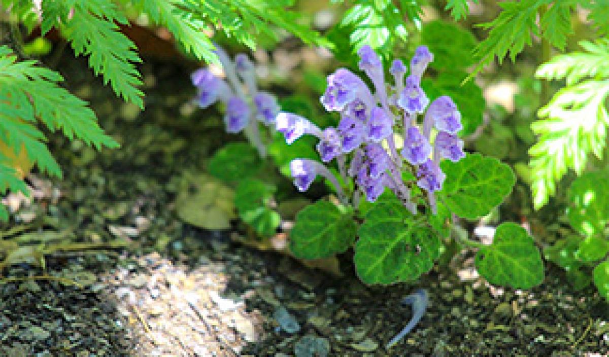 タツナミソウ属[前編]｜東アジア植物記｜読みもの｜サカタのタネ 家庭菜園・園芸情報サイト 園芸通信