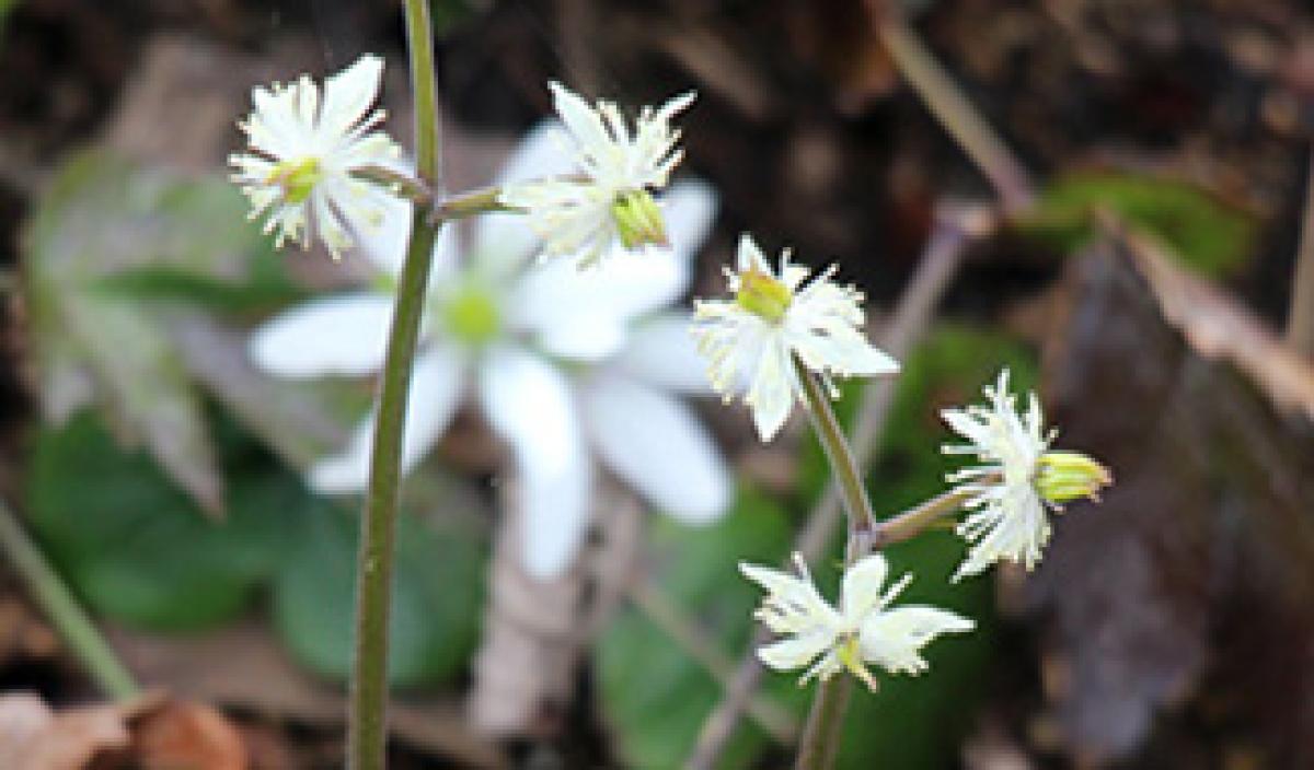 オウレン属[前編] Coptis japonicaたち｜東アジア植物記｜読みもの