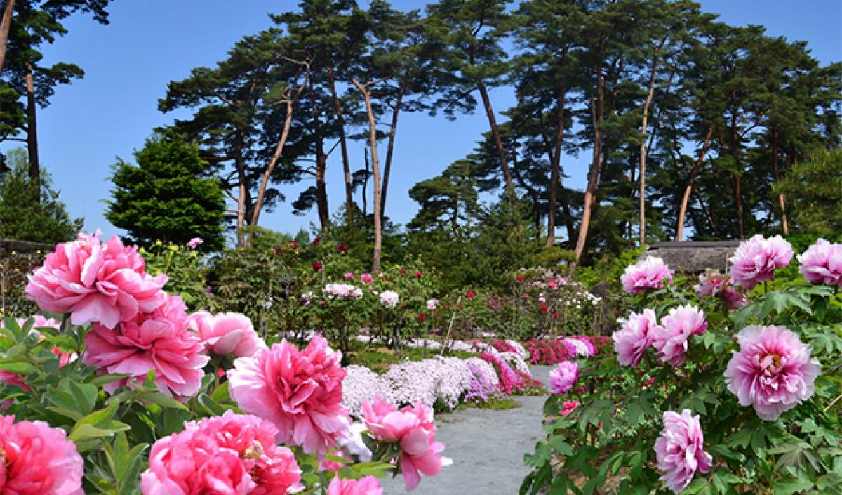 ボタン｜季節の花めぐり｜読みもの｜サカタのタネ 家庭菜園・園芸情報