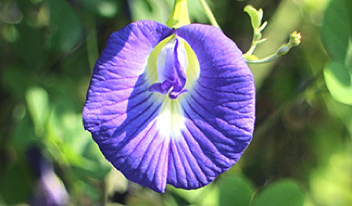 青い花茶 蝶豆(チョウマメ）｜東アジア植物記｜読みもの｜サカタのタネ 家庭菜園・園芸情報サイト 園芸通信