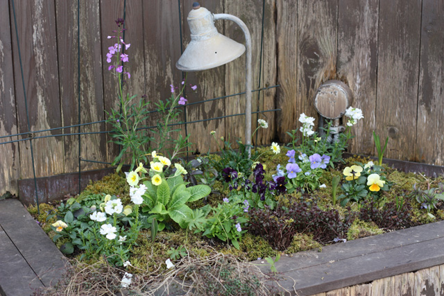 第4回 庭に小さな花壇を作ってみよう 植物選び編 ビギナーさんをサポート小さな花壇づくり 読みもの サカタのタネ 家庭菜園 園芸情報サイト 園芸通信