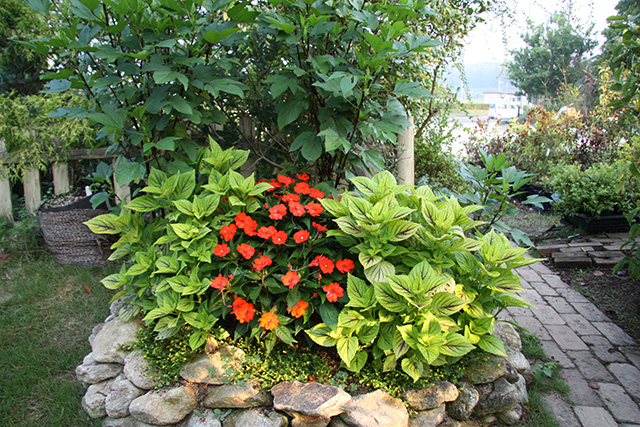 第6回 猛暑でも楽しめる花壇をつくろう ビギナーさんをサポート小さな花壇づくり 読みもの サカタのタネ 家庭菜園 園芸情報サイト 園芸通信