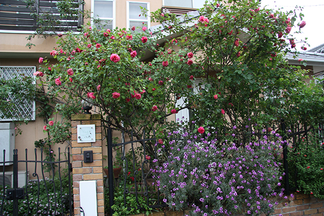 第9回 庭にバラを取り入れよう ビギナーさんをサポート小さな花壇づくり 読みもの サカタのタネ 家庭菜園 園芸情報サイト 園芸通信