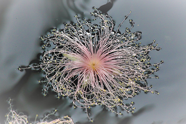 サガリバナ さわふじ 種子 (1個) ピンク 花木 タネ 神秘 植物 たね