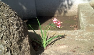 外来の春咲き小球根植物[その3] アノマティカ