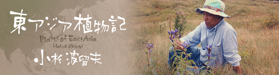 Plant of Kunming [その5] 滇国（てんこく）の香り ルクリア