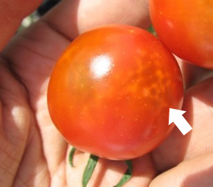 ミニ トマト 黒い 斑点