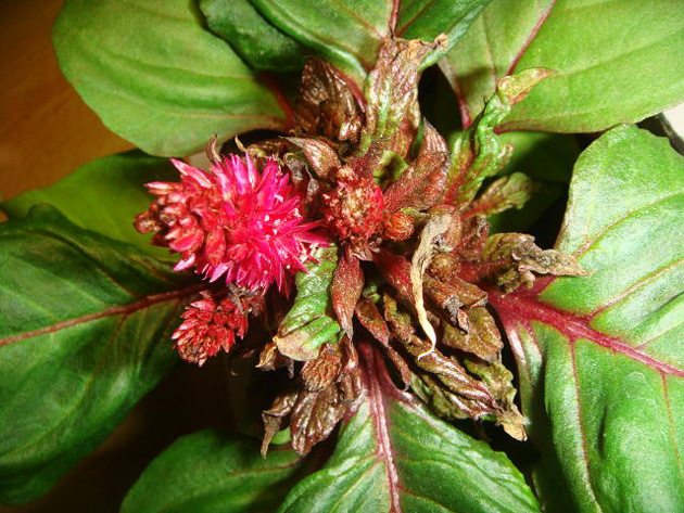 チャノホコリダニによる花穂と葉の萎縮（ケイトウ）（写真提供：HP埼玉の農作物病害虫写真集）