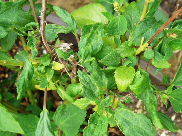 チャノホコリダニによる葉の変形（サルビア）（写真提供：HP埼玉の農作物病害虫写真集）
