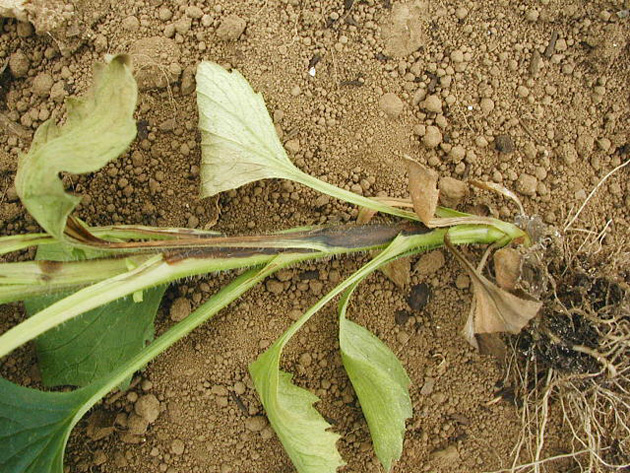 立枯病によって茎が変色したアスター（写真提供：HP埼玉の農作物病害虫写真集）