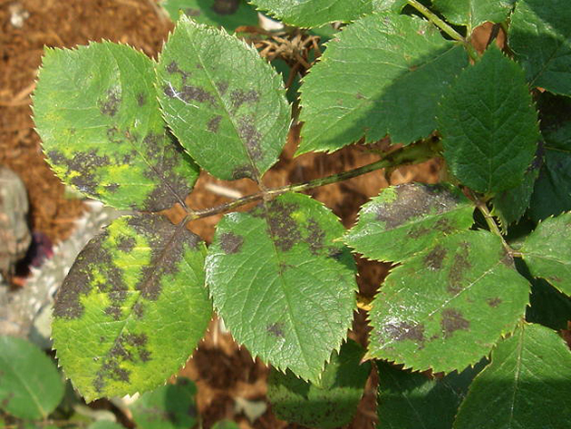 黒星病を発病したバラ（写真提供：HP埼玉の農作物病害虫写真集）
