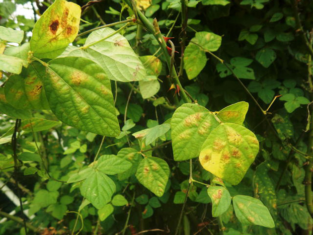 カンザワハダニの吸汁によって葉が褐変したバラの被害葉（写真提供：HP埼玉の農作物病害虫写真集）
