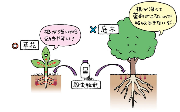 草花は根が浅いから殺虫粒剤が効きやすい、庭木は根が深くて薬剤がこないので吸収できない