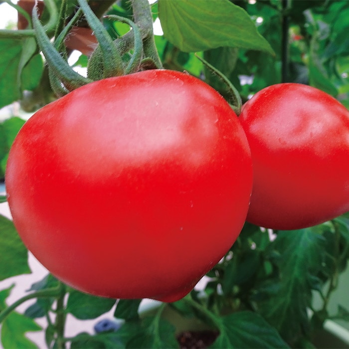 大玉トマト「つよまる」