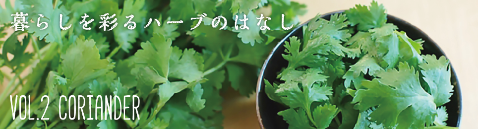 ：サラサラ細葉パクチー サカタ 野菜タネ  輝い パクチー コリアンダー