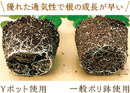 優れた通気性で根の生長が早い　Yポット使用と一般ポリ鉢使用の比較