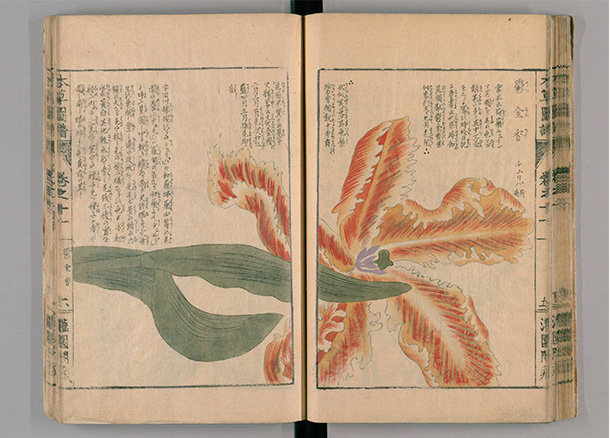 岩崎灌園の「本草図譜」（1830～1844年）に描かれたチューリップ。江戸時代にはチューリップはまだ渡来していなかったため、オランダのウェインマンが著した「花譜」（1748年頃）の図を写したとされる【国立国会図書館所蔵】