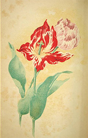 日本園芸会雑誌に掲載されたチューリップ（明治38年）。当時は栽培が難しい植物と考えられていた【倉重祐二所蔵】