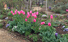 アーリースマイル(R)チューリップも低温期に開花するので、花持ちが抜群（3月中旬撮影）