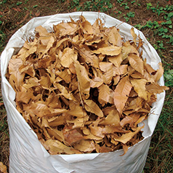 ポリ袋に集めた落ち葉。堆肥枠の容積の約5倍以上必要になります