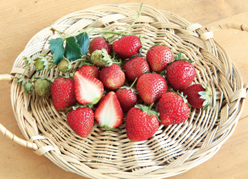 栃木県で育成された四季なりイチゴ イチゴ「とちひとみ」