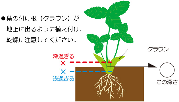 葉の付け根（クラウン）が地上に出るように植え付け、乾燥に注意してください。