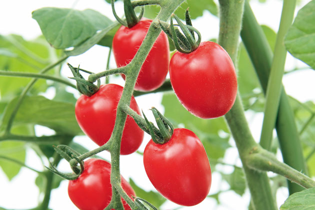プランター ミニ 栽培 トマト