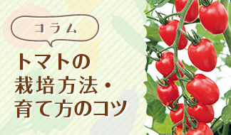 初心者向け！トマトの栽培方法・育て方のコツ
