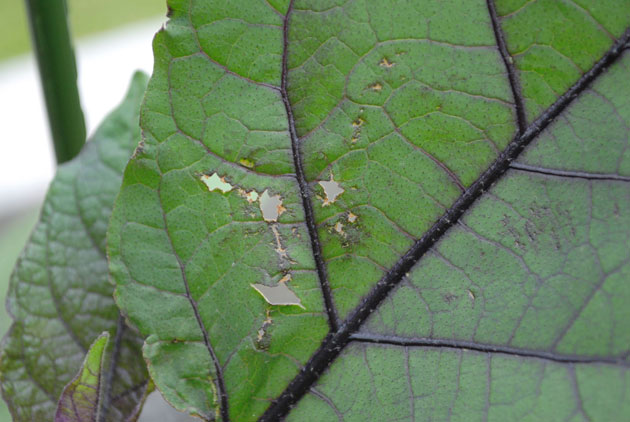 テントウムシダマシ（ニジュウヤホシテントウ）が葉を食べた跡