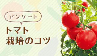 家庭菜園でおいしいトマトを作ろう！トマト栽培のコツ