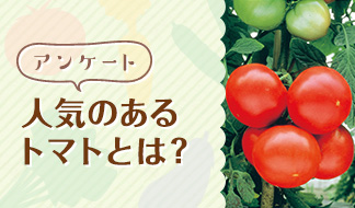 トマトを家庭菜園で育てたい！人気のあるトマトとは？ 
