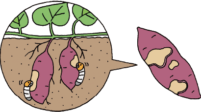 野菜をかじる幼虫のイラスト