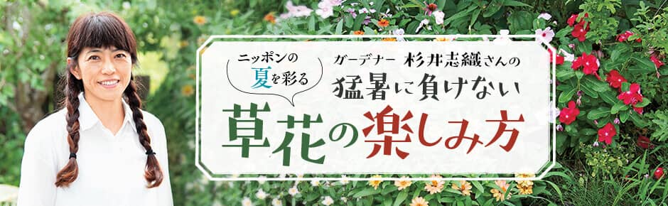 猛暑に負けない ガーデナー杉井志織さんのニッポンの夏を彩る草花の楽しみ方