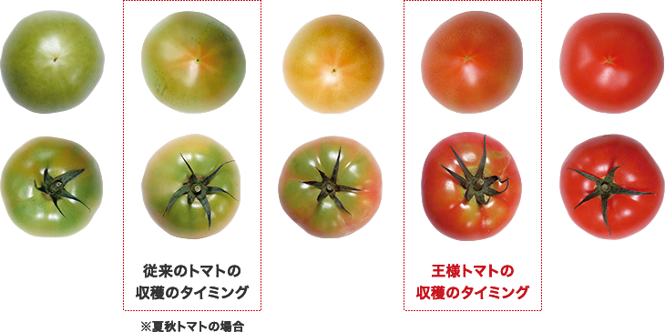 トマトの収穫タイミング