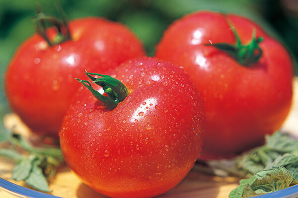 サカタのタネ 大玉トマトの定番品種「麗夏」