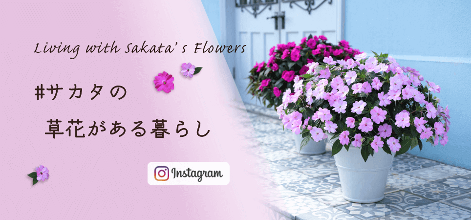 #サカタの草花がある暮らし Living with Sakata's Flowers